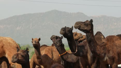 Camels-at-the-Pushkar-Fair,-also-called-the-Pushkar-Camel-Fair-or-locally-as-Kartik-Mela-is-an-annual-multi-day-livestock-fair-and-cultural-held-in-the-town-of-Pushkar-Rajasthan,-India.