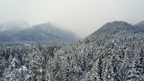 Hermoso-Bosque-De-Nieve-En-Invierno.-Volando-Sobre-Pinos-Cubiertos-De-Nieve.