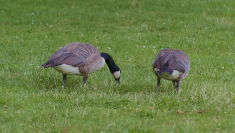 Gansos-Canadienses,-Aves,-Animales-En-Su-Entorno-Natural-En-El-Parque,-Episodio-De-Escena-De-Vida-Salvaje