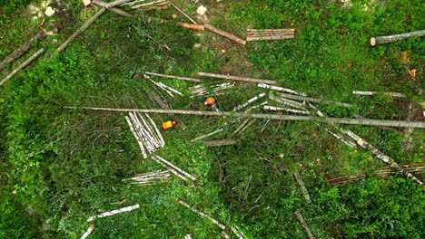 Leñadores-Limpiando-árboles-Caídos-En-Un-Paisaje-Forestal,-Vista-Desde-Arriba