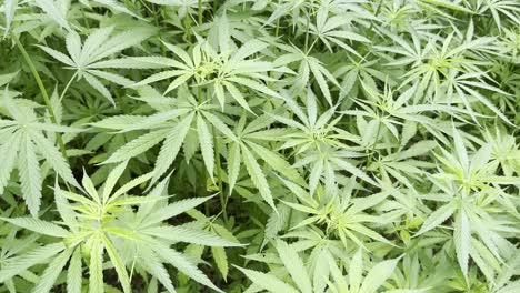 Anbau-Von-Marihuana-Und-Cannabis-Im-Dorf