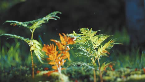 A-close-up-shot-of-the-withering-ferns-in-the-dense-forest-undergrowth-on-the-blurry-background