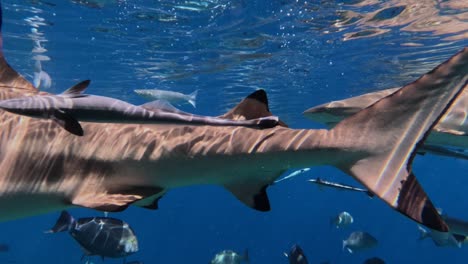 Tiburones-De-Arrecife-De-Punta-Negra-Nadando-Bajo-La-Superficie-Acercándose-A-Una-Cámara-Submarina