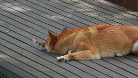 Nahaufnahme-Eines-Dingos,-Der-Flach-Auf-Dem-Bauch-Auf-Der-Holzplattform-Liegt,-Nahaufnahme-Einer-Australischen-Einheimischen-Wildtierart