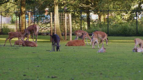 Ciervos-Animales-Pastando-En-El-Parque-Entorno-Natural-Comiendo-Hierba,-Plantas-Y-Hierbas