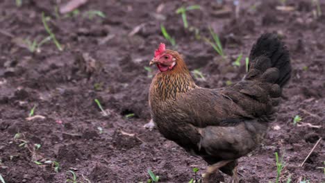 Pollo-Buscando-Comida,-Primer-Plano