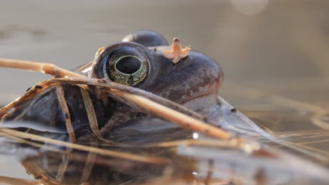 Brauner-Frosch-(rana-Temporaria)-Nahaufnahme-In-Einem-Teich.