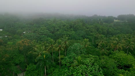 Ascending-Aerial-Shot-from-the-Green-Forest:-Rising-Through-the-Mist