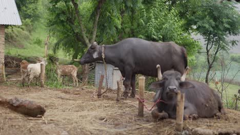 Buffalo-in-daily-village-life