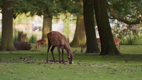 a-deer-animal-grazing-in-natural-park-environment