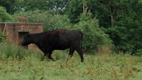 Schwarze-Angus-Kuh-Läuft-In-Der-Ferne-Am-Rahmen-Vorbei