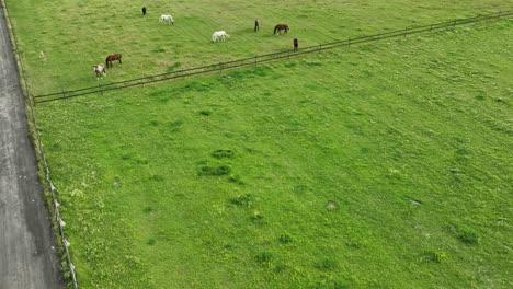 Vista-Aérea-De-Un-Gran-Pastizal-Con-Varios-Caballos-Pastando-Y-Una-Valla-Que-Lo-Atraviesa-Por-El-Medio.