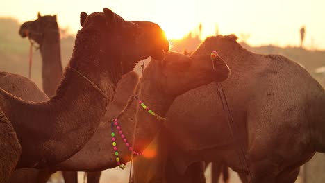 Camels-in-slow-motion-at-the-Pushkar-Fair,-also-called-the-Pushkar-Camel-Fair-or-locally-as-Kartik-Mela-is-an-annual-multi-day-livestock-fair-and-cultural-held-in-the-town-of-Pushkar-Rajasthan,-India.