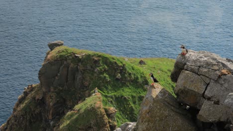 Atlantic-puffin-(Fratercula-arctica),-on-the-rock-on-the-island-of-Runde-(Norway).