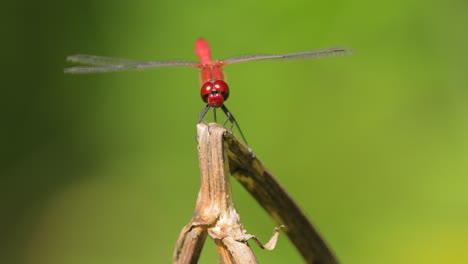 La-Libélula-Escarlata-(crocothemis-Erythraea)-Es-Una-Especie-De-Libélula-De-La-Familia-Libellulidae.-Sus-Nombres-Comunes-Incluyen-Dardo-Escarlata-Ancho-Y-Dardo-Escarlata-Común.