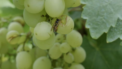 Primer-Plano-De-Una-Avispa-Comiendo-Uva-Madura