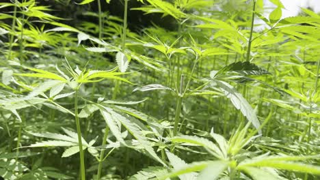 Anbau-Von-Marihuana-Und-Cannabis-Im-Dorf