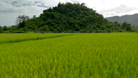 Yellowing-rice-plants-in-a-rice-field-ready-to-be-harvested-in-western-Sumbawa-province,-Indonesia