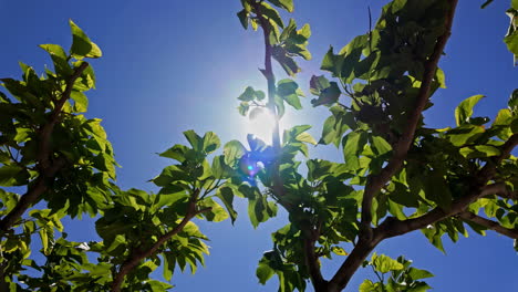 Sun-between-tree-branch-with-green-leaves-full-bloom-summer,-clear-blue-sky