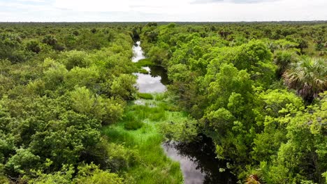 Everglades-Swamp-Sanctuary-with-living-Alligator-in-Florida,-USA