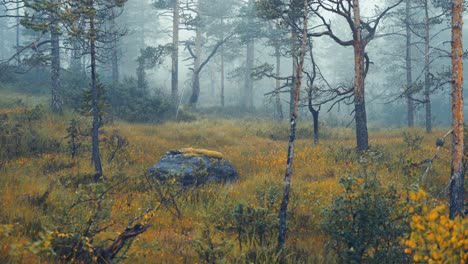 Eerie-and-enchanting,-this-dark-forest-is-captured-after-rainfall,-with-fog-hanging-in-the-air