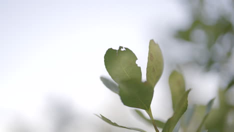 Yerba-mate-leaves-eaten-by-larvae,-swaying-in-the-wind-on-a-sunny-day