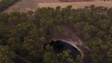 Pájaros-Blancos-Volando-Sobre-árboles-Y-Lagos-En-Los-Suburbios-De-Melbourne-En-El-Embalse-De-Merremu-Al-Atardecer,-Australia