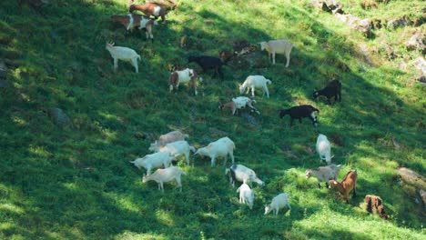 Eine-Herde-Ziegen-Grast-Am-Ufer-Des-Naeroy-Fjords