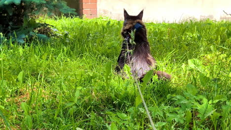 Adult-Maine-coon-with-leash-on-green-grass,-handheld-view