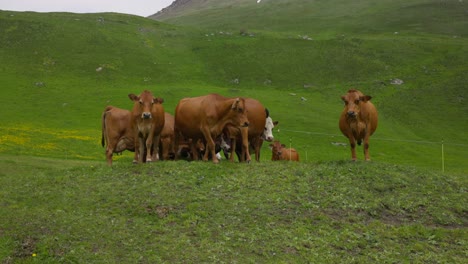 Eine-Ruhige-Szene-Mit-Einer-Herde-Brauner-Kühe,-Die-Auf-Einem-üppigen,-Grünen-Hügel-Mit-Gelben-Blumen-Im-Hintergrund-Grasen-Und-Die-Ruhe-Des-Ländlichen-Lebens-In-Der-Natur-Einfangen