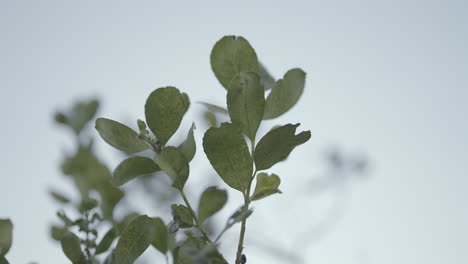 Close-up-of-beautiful-green-yerba-mate-leaves-in-a-mate-plantation-in-Argentina