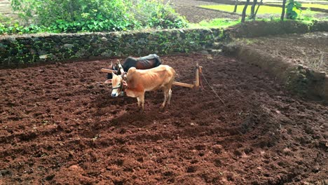 drone-shot-of-cows-in-farm