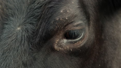 Closeup-cow-eye-in-slow-motion