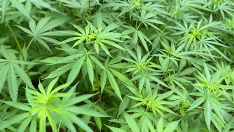 Anbau-Von-Marihuana-Und-Cannabis-Im-Dorf