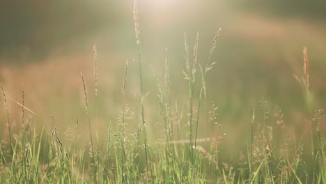 Auf-Einer-Ruhigen-Wiese-Wiegt-Sich-Hohes-Gras-Im-Sanften-Gegenlicht-Der-Sonne-Und-Schafft-Eine-Warme-Und-Einladende-Atmosphäre