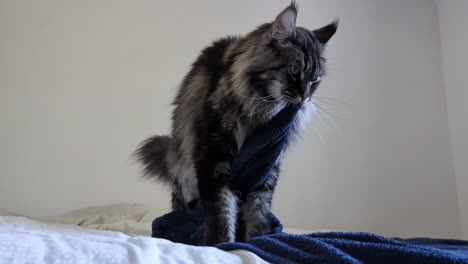 Maine-coon-cat-moving-towel-with-mouth,-portrait-view