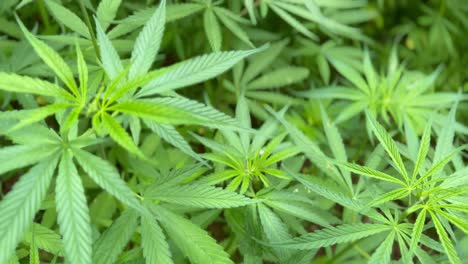 Anbau-Von-Marihuana-Und-Cannabis-Im-Dorf