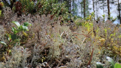 Flechtenmoos-Der-Arktischen-Tundra-Aus-Nächster-Nähe.-Cladonia-Rangiferina,-Auch-Als-Rentierbecherflechte-Bekannt.