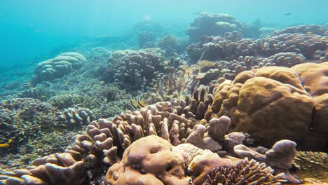 Una-Toma-Submarina-Estática-Que-Muestra-El-Vibrante-Arrecife-De-Coral-Repleto-De-Vida,-Con-Un-Par-De-Peces-Estandarte-Nadando-Con-Gracia-Entre-Las-Diversas-Formaciones-De-Coral-En-La-Gran-Barrera-De-Coral,-Australia.