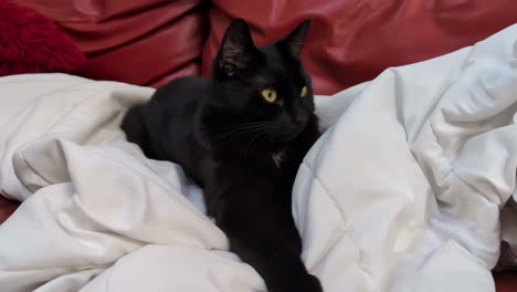 Indoor-black-cat-green-eyes,-relax-on-white-blanket,-contrast-approach-feline