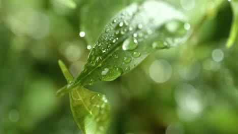 Primer-Plano-De-Gotas-De-Lluvia-En-Cámara-Súper-Lenta.-La-Lluvia-Gotea-Sobre-Las-Hojas-Verdes-De-La-Planta.