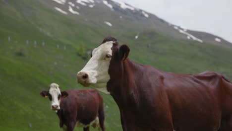 Two-brown-and-white-cows-standing-on-a-lush-green-mountain-field-with-snow-capped-peaks-in-the-background,-showcasing-nature's-serene-beauty-and-tranquility