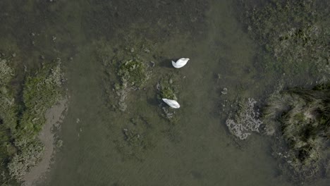 Vista-Aérea-De-Arriba-Hacia-Abajo-De-Cigüeñas-Blancas-En-El-Paisaje-De-Las-Marismas-De-Santona,-Toma-Ascendente