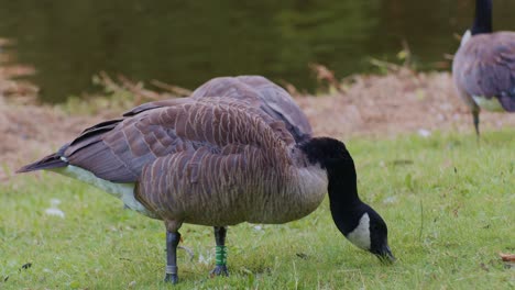 Gansos-Canadienses,-Aves,-Animales-En-Su-Entorno-Natural-En-El-Parque,-Episodio-De-Escena-De-Vida-Salvaje