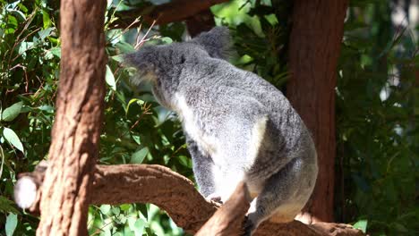 Niedlicher-Koala-Sitzt-Auf-Dem-Ast-Und-Träumt,-Sonnt-Sich-In-Der-Sonne,-Dreht-Der-Kamera-Langsam-Den-Rücken-Zu,-Nahaufnahme-Einer-Einheimischen-Australischen-Tierart