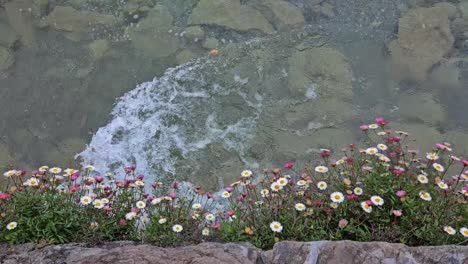 Static-shot-of-waves-in-Swiss-Thun-Lake-with-beautiful-wild-flowers-in-foreground