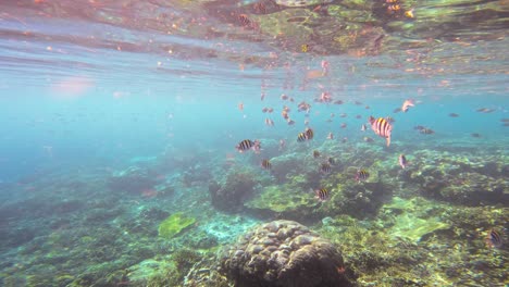 Toma-Submarina-En-El-Arrecife-De-Tubbataha,-Filipinas,-Con-La-Cámara-Moviéndose-Hacia-Adelante