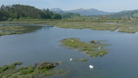 Aerial-orbit-shot-over-a-group-of-swans-floating-on-wetlands-in-Santona-natural-reverse,-Spain