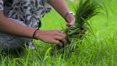 Primer-Plano-De-La-Hierba-De-Trigo-Konkan