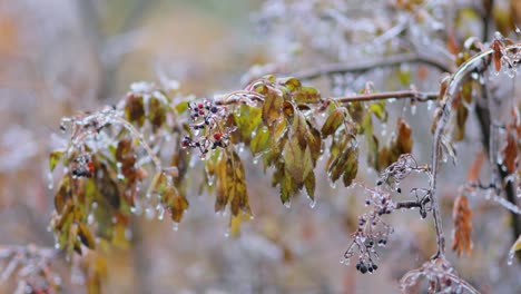 Leaves-and-branches-of-the-tree-froze-during-the-first-morning-frost-in-late-autumn.